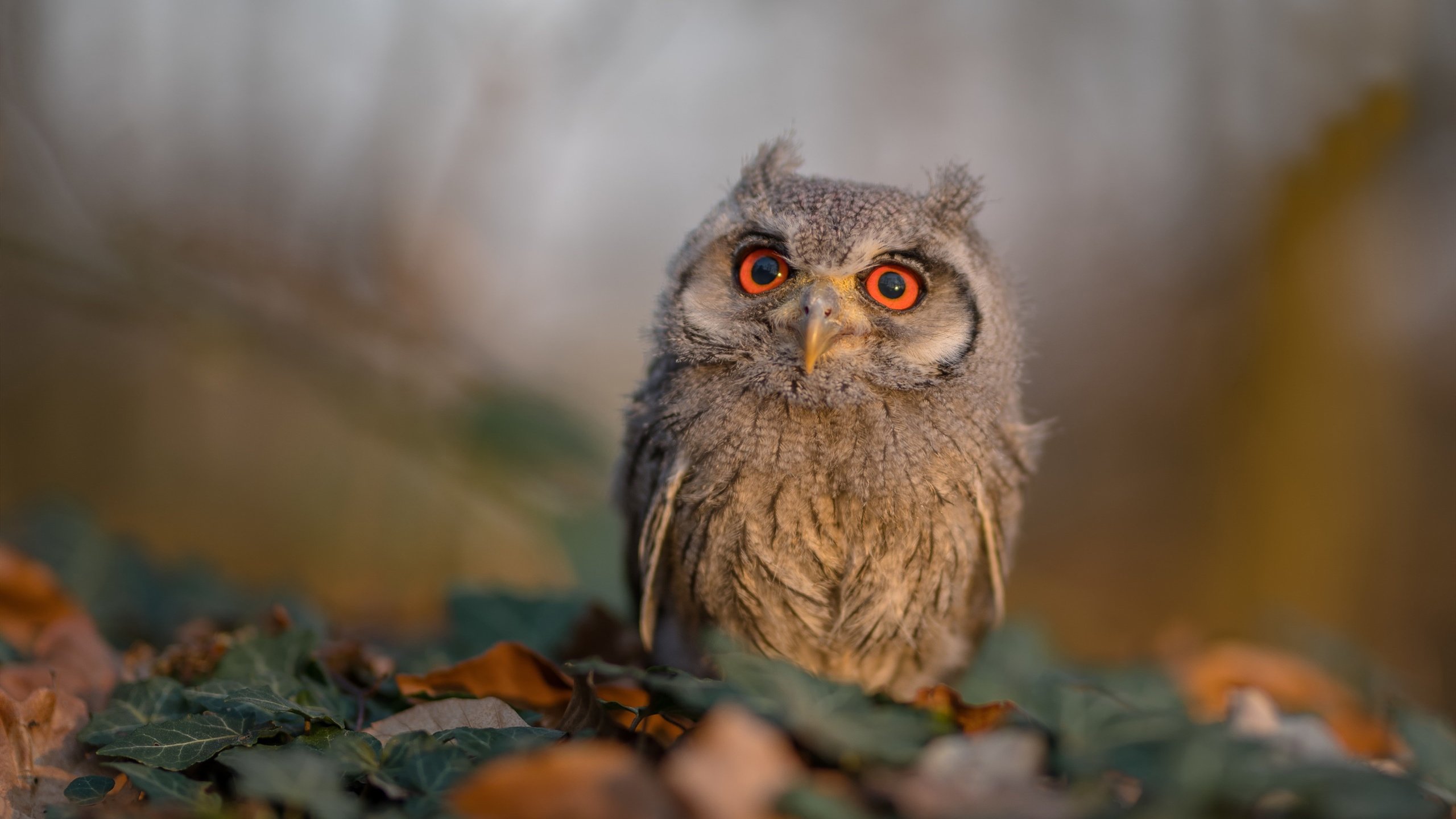 kaiyun登录入口-绝地反击:雷霆与掘金的拼搏令人期待,绝地反击形态