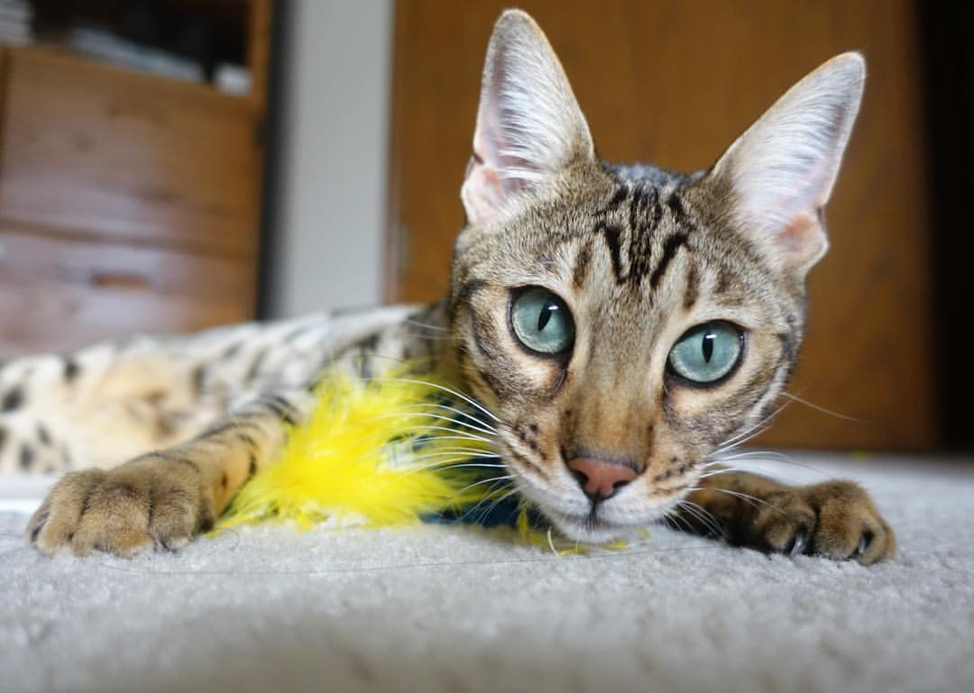 KAIYUNAPP-全国花式跳绳比赛小将创造新纪录,全国花样跳绳冠军叫什么名字