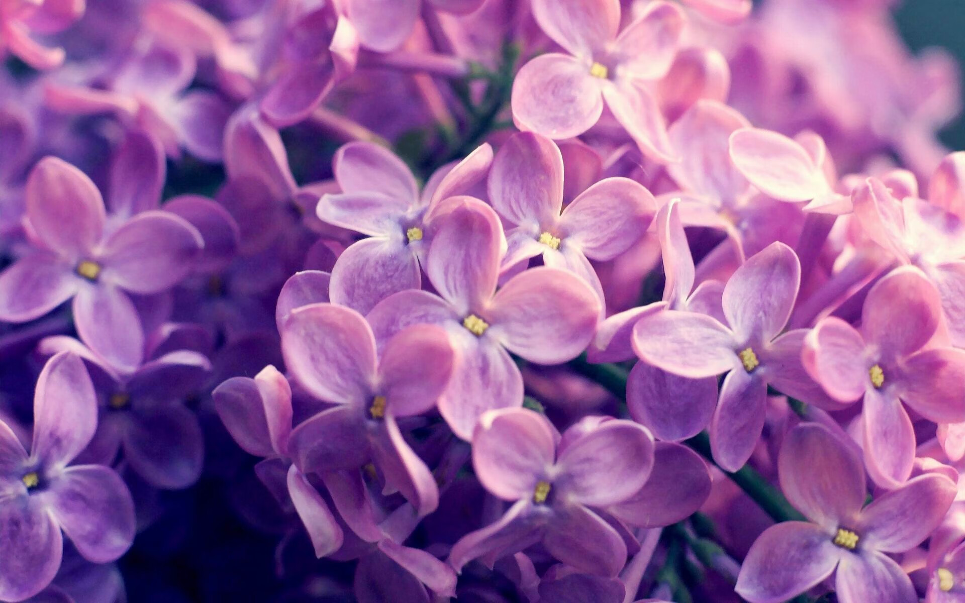 Kaiyun APP-伊朗男篮在亚洲锦标赛中击败多支劲旅,夺冠大势已成