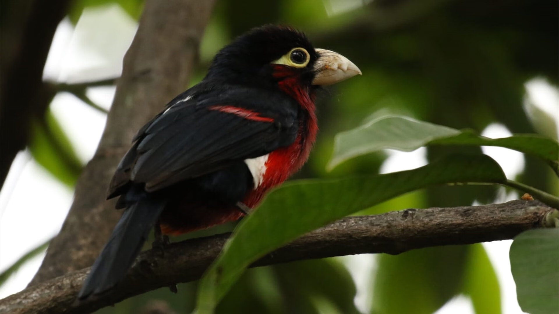 KAIYUN 中国大陆-森林狼重塑阵容安戴托昆博弟弟表现抢眼